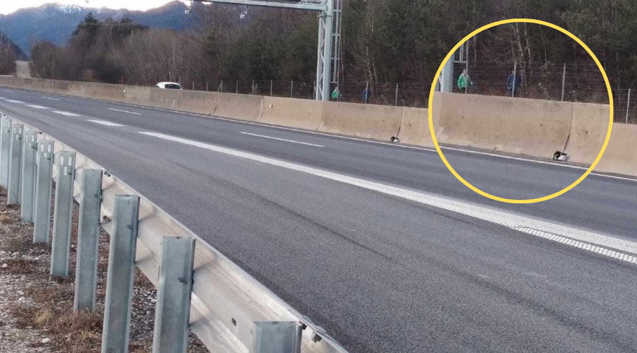 Na slovenski avtocesti je obtičal mucek. Kar je sledilo, vas bo raznežilo (foto: Facebook/Zavetišče Horjul)