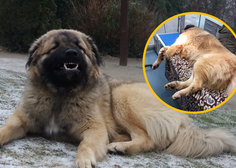 Grozljiva izkušnja simpatičnega štirinožca: so psa čuvaja v živalskem vrtu Sikalu ZOO zastrupili?