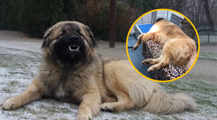 Grozljiva izkušnja simpatičnega štirinožca: so psa čuvaja v živalskem vrtu Sikalu ZOO zastrupili? (foto: Facebook/Živalski vrt Sikaluzoo/Tomi Mitev/fotomontaža)