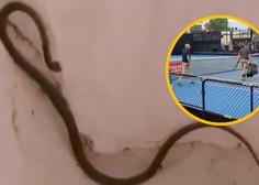 Neprijetno presenečenje: teniški dvoboj prekinila izjemno strupena kača (VIDEO)