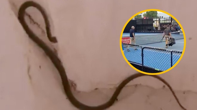 Neprijetno presenečenje: teniški dvoboj prekinila izjemno strupena kača (VIDEO) (foto: Twitter/9NewsQueensland/fotomontaža)
