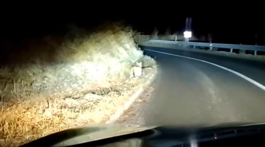 Skrivnostno bitje se sprehaja po Hrvaškem in se ne boji nikogar: številnim ni jasno, katera žival je na posnetku (VIDEO) (foto: Facebook/Bojan Šurina/posnetek zaslona)
