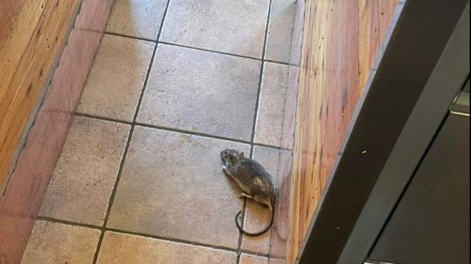 Zdravstveni alarm: miši in podgane v priljubljenem ljubljanskem lokalu, ki je na robu higienske katastrofe (FOTO) (foto: Bralec Metropolitana)