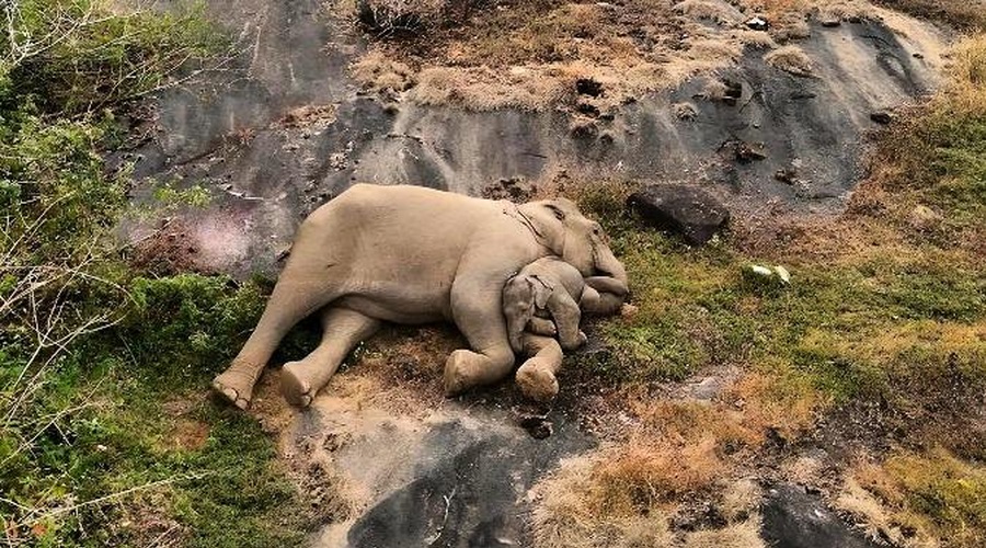 V Indiji so posneli neverjeten prizor, ki ga ne boste nikoli pozabili (VIDEO) (foto: Facebook/Tamil Nadu Forest Department)