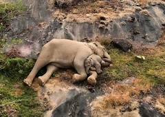 V Indiji so posneli neverjeten prizor, ki ga ne boste nikoli pozabili (VIDEO)