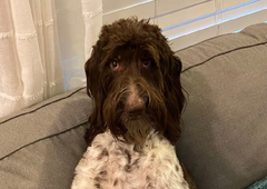 Pes Cecil postal viralna senzacija: lakoto je potešil s kuverto, v kateri je bilo več tisoč evrov