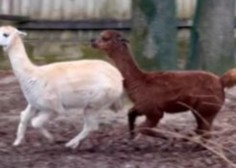 V ljubljanski živalski vrt je prišel mladi samec alpake iz Italije: poglejte, kako (neuspešno) poskuša osvojiti slovenske samičke (VIDEO)