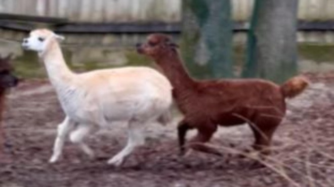 V ljubljanski živalski vrt je prišel mladi samec alpake iz Italije: poglejte, kako (neuspešno) poskuša osvojiti slovenske samičke (VIDEO) (foto: Facebook/ZOO Ljubljana/posnetek zaslona)