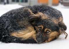 Dobri ljudje priskočili na pomoč: zavetišču za živali ob mrazu pomagali začasni skrbniki psov