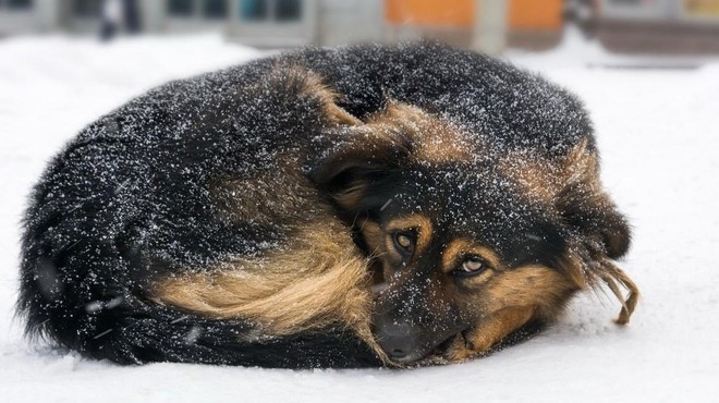 Dobri ljudje priskočili na pomoč: zavetišču za živali ob mrazu pomagali začasni skrbniki psov (foto: Profimedia)