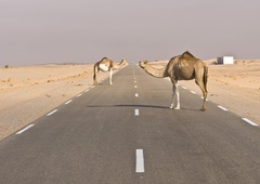 Ste vedeli? Leto 2024 je posvečeno te živalski vrsti ... (vas preseneča?)