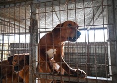 Velik korak za dobrobit živali: z zakonom prepovedali trgovino s pasjim mesom