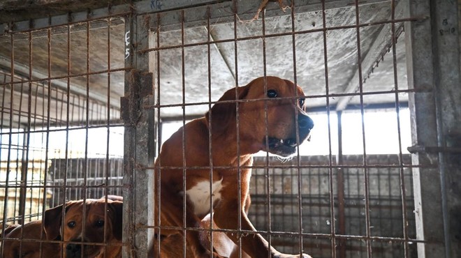 Velik korak za dobrobit živali: z zakonom prepovedali trgovino s pasjim mesom (foto: Profimedia)