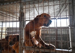 Velik korak za dobrobit živali: z zakonom prepovedali trgovino s pasjim mesom