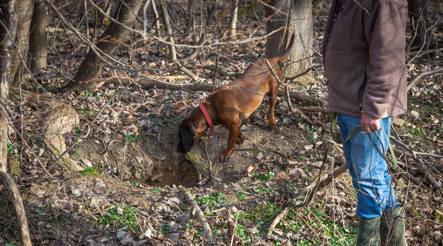 Fotografija je simbolična (foto: Profimedia)