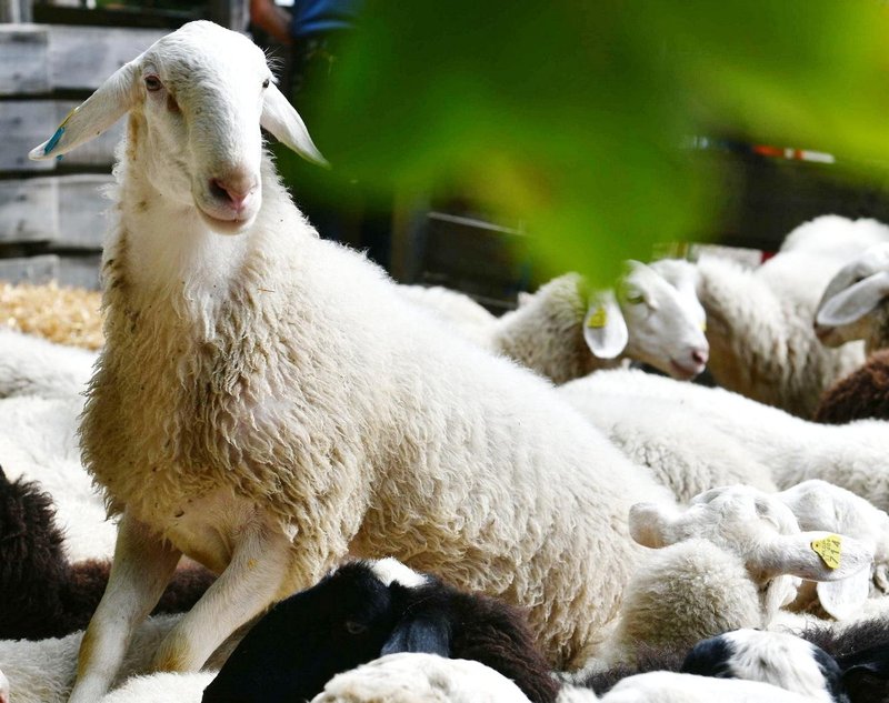 Jezersko solčavska ovca je avtohtona slovenska pasma.