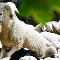 živali ZOO Ljubljana ovce mladički