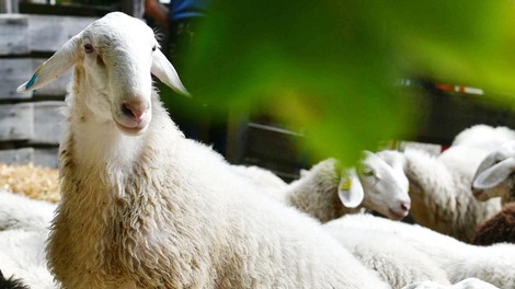 živali ZOO Ljubljana ovce mladički