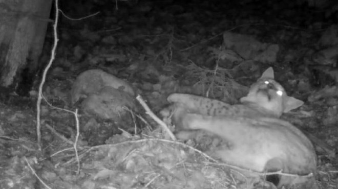 Kamera v slovenskem gozdu ujela prizor, ki ga nikoli ne bi mogli videti v živo (foto: Life Lynx/posnetek zaslona/Facebook)