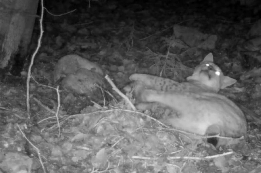 Kamera v slovenskem gozdu ujela prizor, ki ga nikoli ne bi mogli videti v živo (foto: Life Lynx/posnetek zaslona/Facebook)