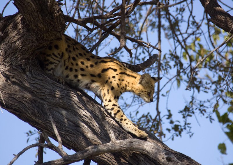 Serval sodi med tipične prebivalce savane.