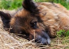 Pri treh psih v Sloveniji potrdili bolezen Aujeszkega – je smrtonosna, zdravila pa ni!