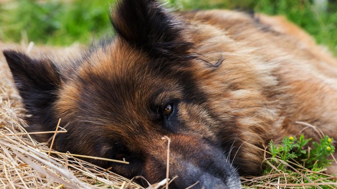 Pri treh psih v Sloveniji potrdili bolezen Aujeszkega – je smrtonosna, zdravila pa ni! (foto: Profimedia)