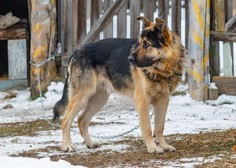 Mraz je, a zunaj na verigah še vedno životari ogromno psov – zakaj?