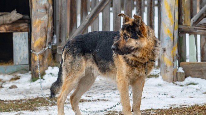 Mraz je, a zunaj na verigah še vedno životari ogromno psov – zakaj? (foto: Profimedia)