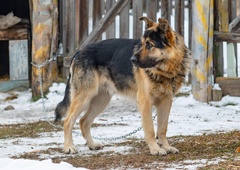 Mraz je, a zunaj na verigah še vedno životari ogromno psov – zakaj?