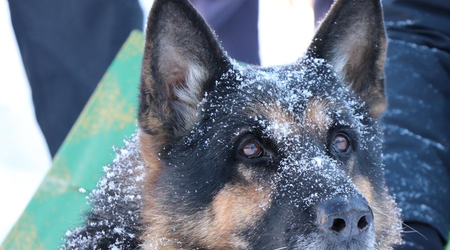 Žalost v policijskih vrstah, za mavrico je odšel njihov Naras (foto: PU Novo mesto)