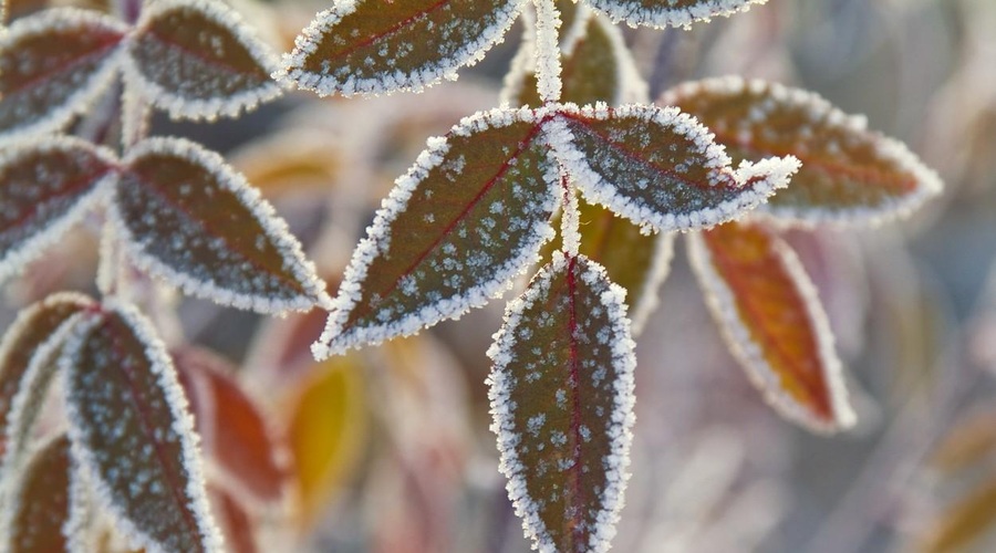 Zbudili smo se v mrzlo jutro: nizke temperature bodo zaznamovale tudi konec tedna (foto: Profimedia)