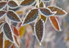 Zbudili smo se v mrzlo jutro: nizke temperature bodo zaznamovale tudi konec tedna