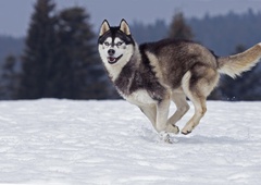 To so pasme, ki jim mraz ne pride do živega (v njem celo uživajo)