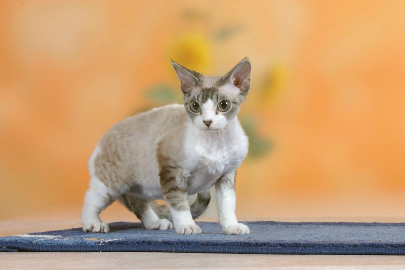 Devon reks mačka se od drugih mačk ne razlikuje le po zelo posebni dlaki, pač pa tudi po obliki glave.