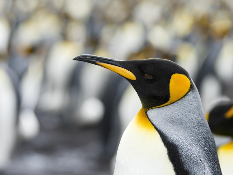 Kraljevi pingvin je druga največja vrsta pingvinov.