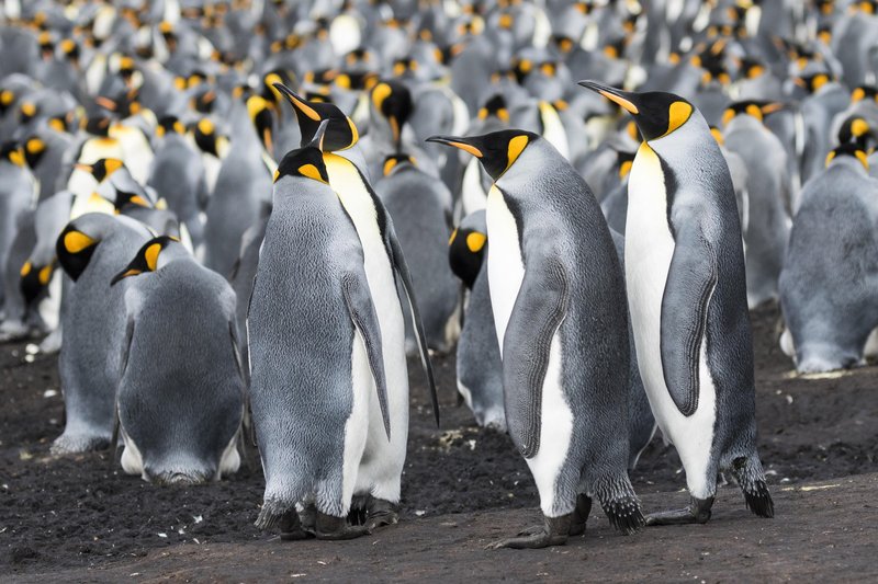 Bo do konca stoletja res izginilo kar 70 % populacije kraljevih pingvinov?