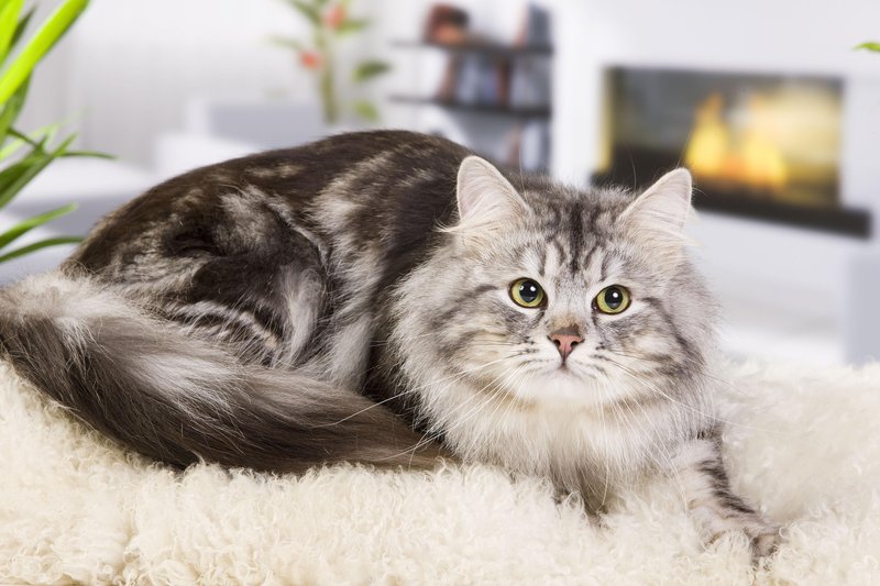Sibirska mačka se ponaša s plišasto dlako in je izredno priljubljen hišni ljubljenček.
