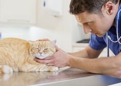 Zdaj je idealen čas, da uredite to zdravstveno obveznost pri vaši mački
