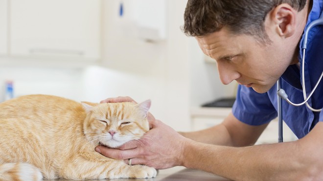 Zdaj je idealen čas, da uredite to zdravstveno obveznost pri vaši mački (foto: Profimedia)