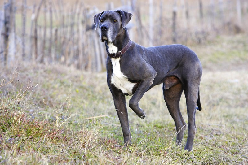 Kljub svoji velikosti je nemška doga ob pravilni vzgoji zelo nemoteč pes.