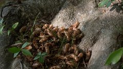 žuželke insekti škržati