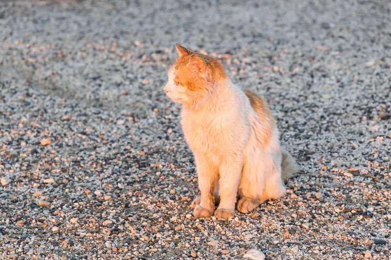 Preživetje uličnih mačk je v veliki meri odvisno od živalovarstvenih organizacij.