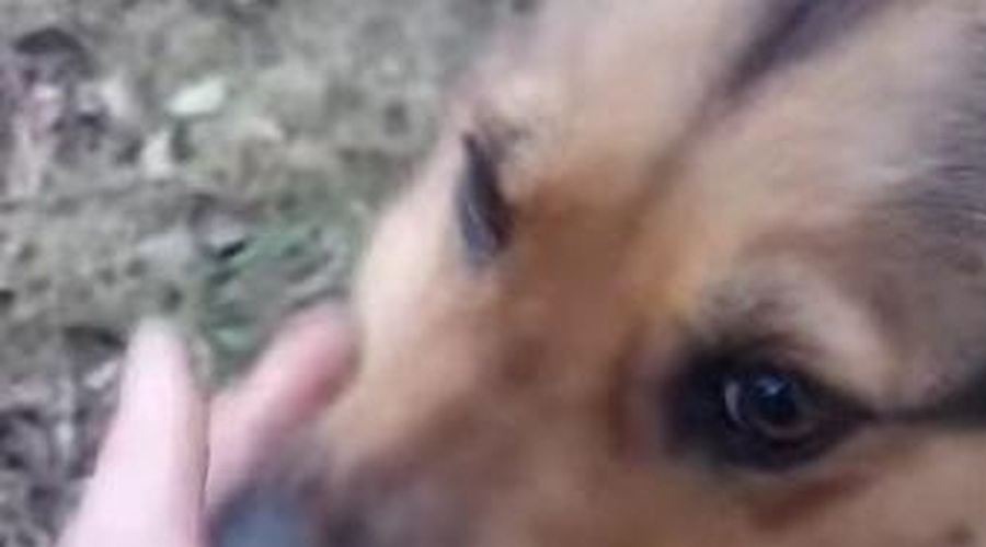 Brata obiskujeta psičko, ki bi brez njiju bolj "tenko piskala" (poglejte si to pasje veselje in hvaležnost) (foto: Društvo proti mučenju živali Korošče/Facebook/posnetek zaslona)