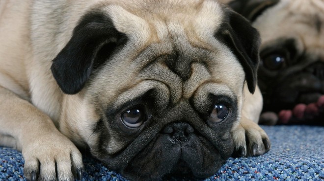 Bolnega psa odpeljali k veterinarju, v njegovem  želodcu pa našli … (foto: Profimedia)