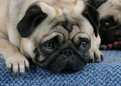 Bolnega psa odpeljali k veterinarju, v njegovem  želodcu pa našli …