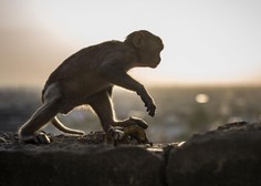 Znanstveniki so klonirali opico: pomagala naj bi jim pri ...