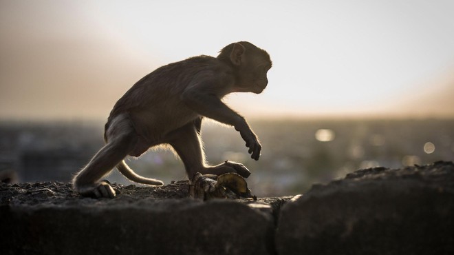 Znanstveniki so klonirali opico: pomagala naj bi jim pri ... (foto: Profimedia)