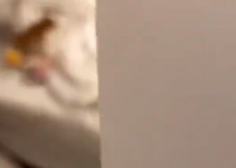 Najbolj simpatičen psiček na svetu?! Moški ga je na skrivaj posnel na zakonski postelji, ko je kosmatinec ... (VIDEO)
