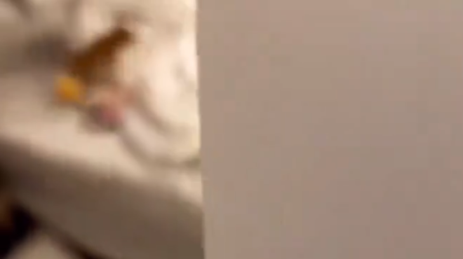 Najbolj simpatičen psiček na svetu?! Moški ga je na skrivaj posnel na zakonski postelji, ko je kosmatinec ... (VIDEO) (foto: Omrežje X)
